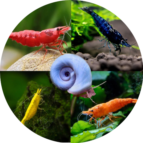 Räkor och Snäckor - Akvarieimporten i Skåne AB