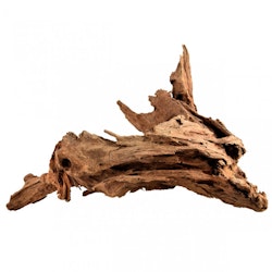 Mangroverot Medium 23-30 cm