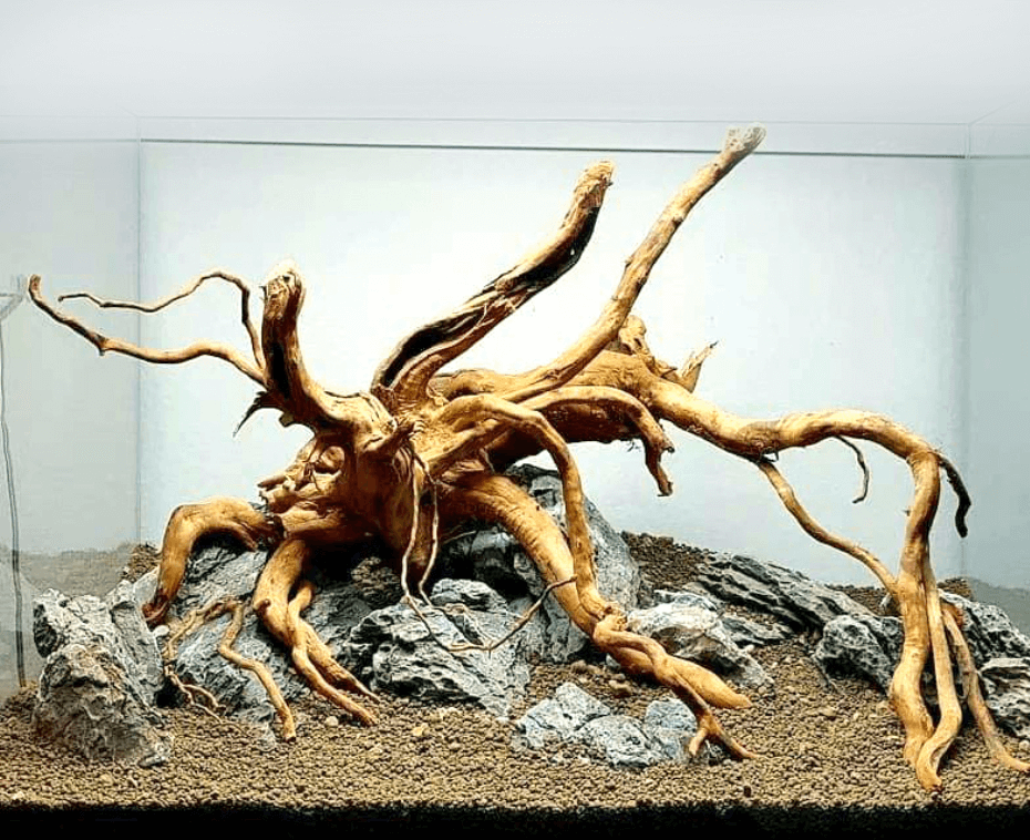 Driftwood trädrot - Medium