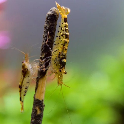 Shrimp Lolly - Algae