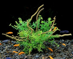 Plastväxt på rot Petite leaves 26 cm