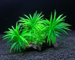 Plastväxt på rot Sagittaria 13 cm