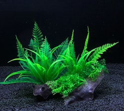 Plastväxt på rot Fern 15 cm