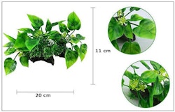 Plastväxt på rot Anubias 11 cm
