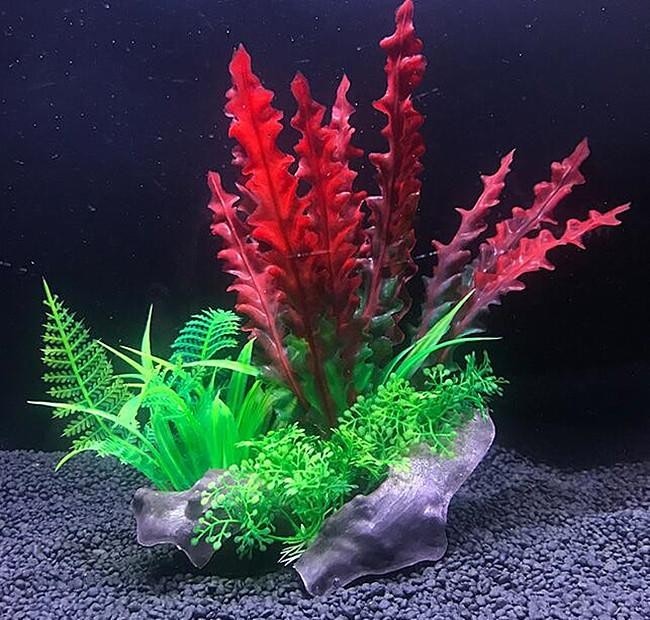 Plastväxt på rot Cryptocoryne red 21 cm