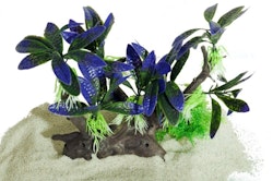 Plastväxt på rot Bucephalandra 18 cm