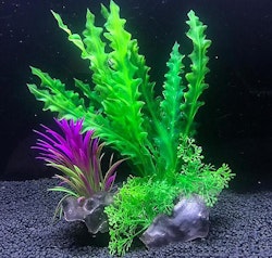 Plastväxt på rot Cryptocoryne 21 cm