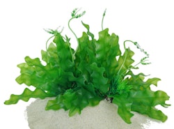 Plastväxt Longiplumulosus 17 cm