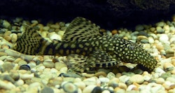 Ancistrus sp.