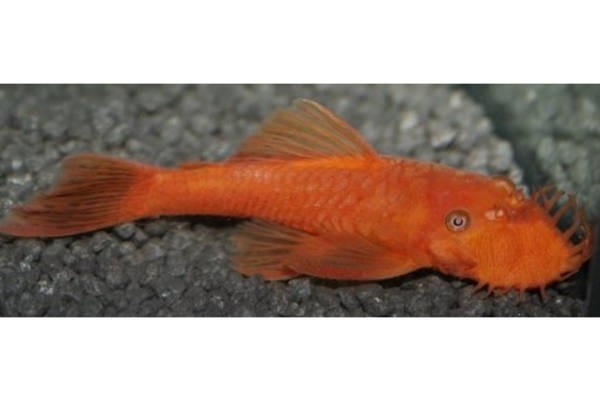 Ancistrus sp. red