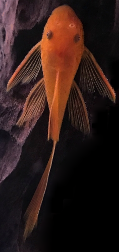 Ancistrus sp. Super red Long fin