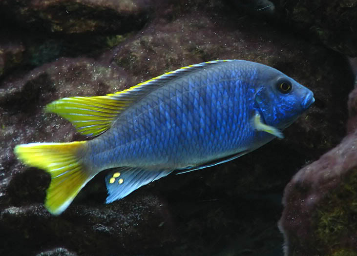 Pseudotropheus Acei "Mari Gold"