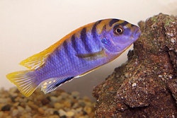 Labidochromis Hongi