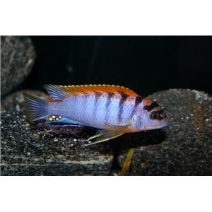 Labidochromis Hongi A