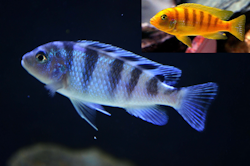 Metriaclima Lombardoi