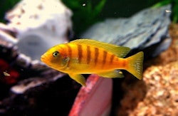 Metriaclima Lombardoi