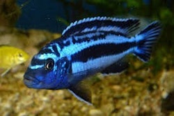 Melanochromis cyaneorhabdos "Maingano"