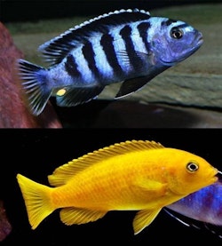 Pseudotropheus Saulosi