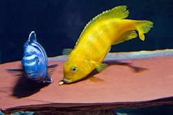 Pseudotropheus Saulosi