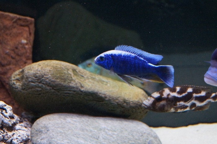 Sciaenochromis Fryeri "blå ahli" C