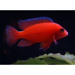 Aulonocara Fire fish