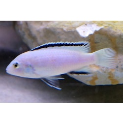 Labidochromis caeruleus "nkhata bay"