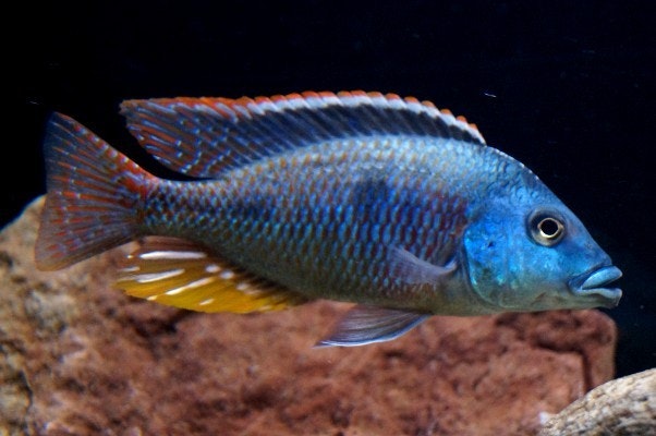 Otopharynx tetrastigma