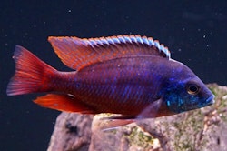 Protomelas taeniolatus "Red empress / Hinderi"