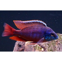 Protomelas taeniolatus "Red empress / Hinderi"