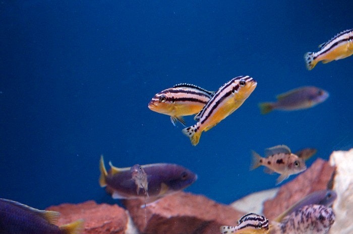 Melanochromis auratus A