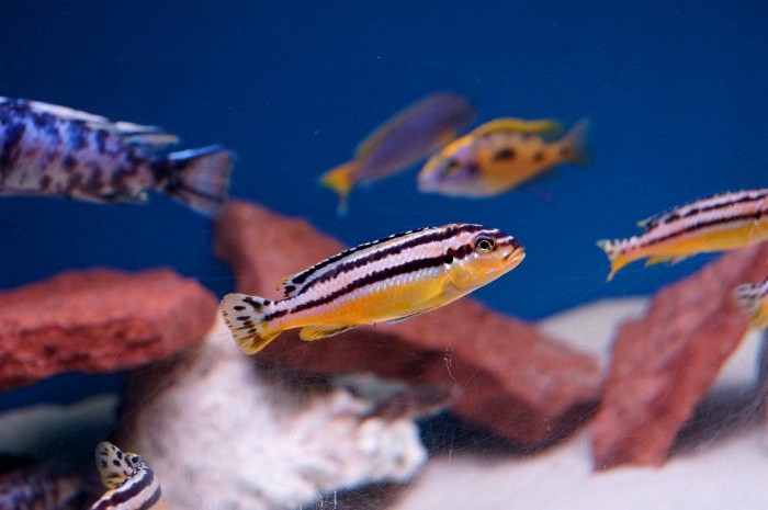 Melanochromis auratus B