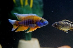 Aulonocara jacobfreibergi cape maclear