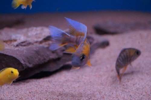 Aulonocara jacobfreibergi cape maclear C