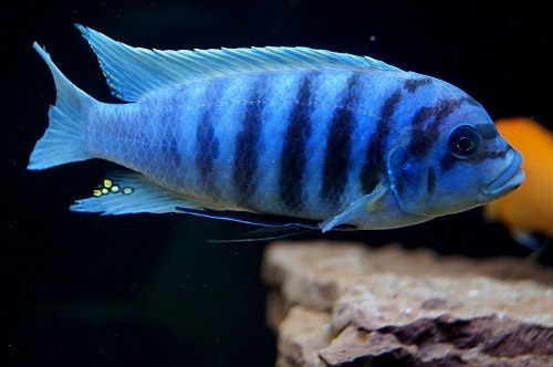 Metriaclima Zebra Chilumba (Maison Reef)