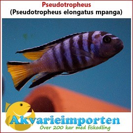 Pseudotropheus elongatus mpanga A