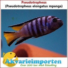 Pseudotropheus elongatus mpanga A