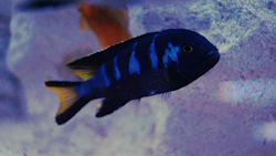 Pseudotropheus elongatus chewere