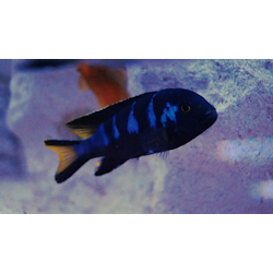 Pseudotropheus elongatus chewere