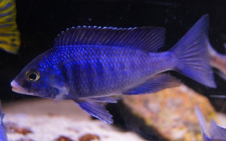 Placidochromis phenochilus Mdoka "white lips"