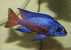 Aulonocara stuartgranti ngara
