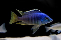 Placidochromis jalo reef
