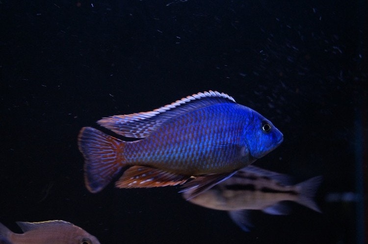 Protomelas taeniolatus "fire blue" chinyankwazi