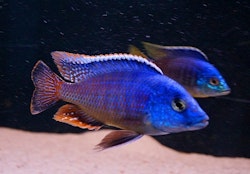Protomelas taeniolatus "fire blue" chinyankwazi