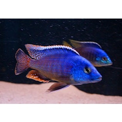 Protomelas taeniolatus "fire blue" chinyankwazi