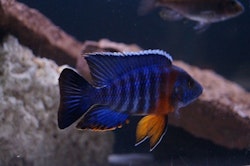 Aulonocara Haensbaenchi "red flush"