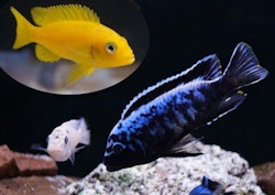 Metriaclima msobo magunga