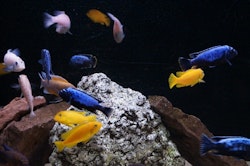 Metriaclima msobo magunga