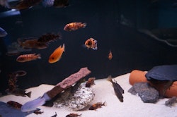 Metriaclima Estherae "OB" (orange blotched)