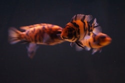 Metriaclima Estherae "OB" (orange blotched)