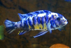 Metriaclima zebra slim